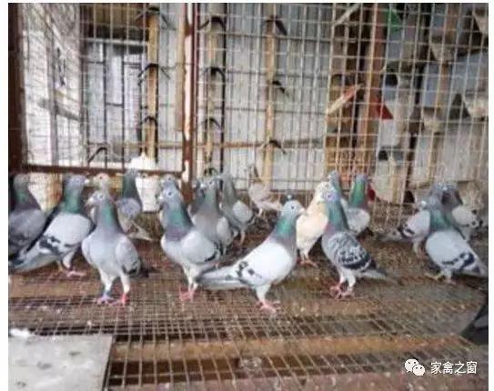 2017旺族飼料最新消息，引領飼料行業的新篇章