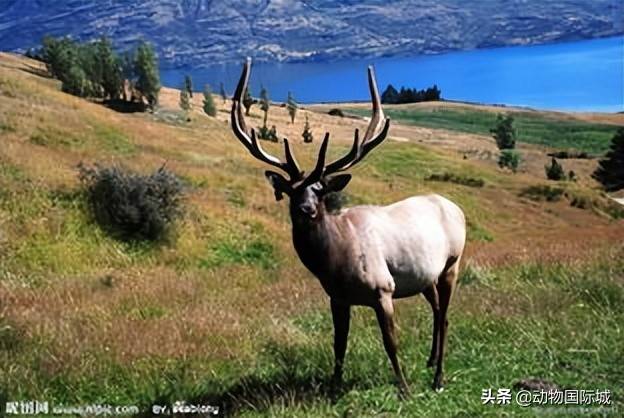 四不像正版與正版四不像，探索正版內(nèi)容的多元形態(tài)