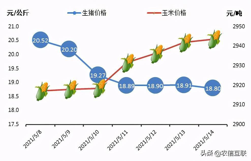 最新豬價行情分析預測