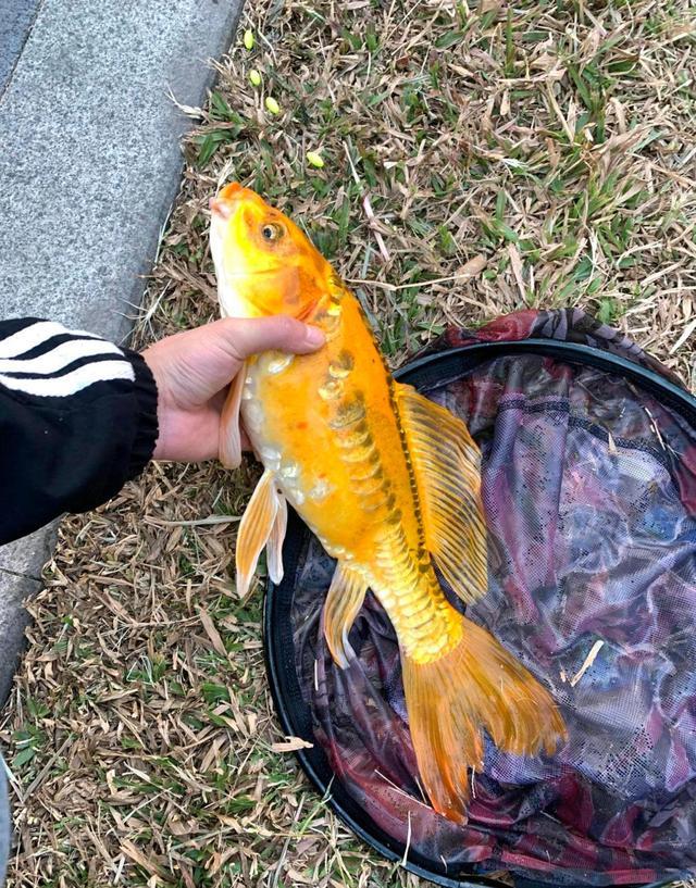 揭秘四不像正版資料的獨特魅力與價值