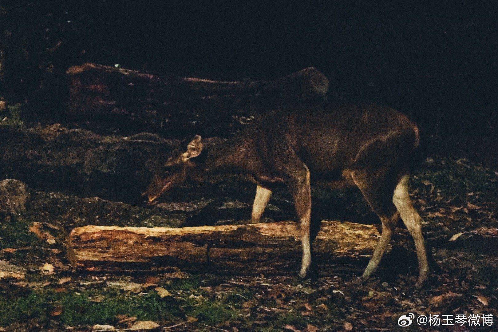 今期四不像圖，探索神秘世界的夜晚