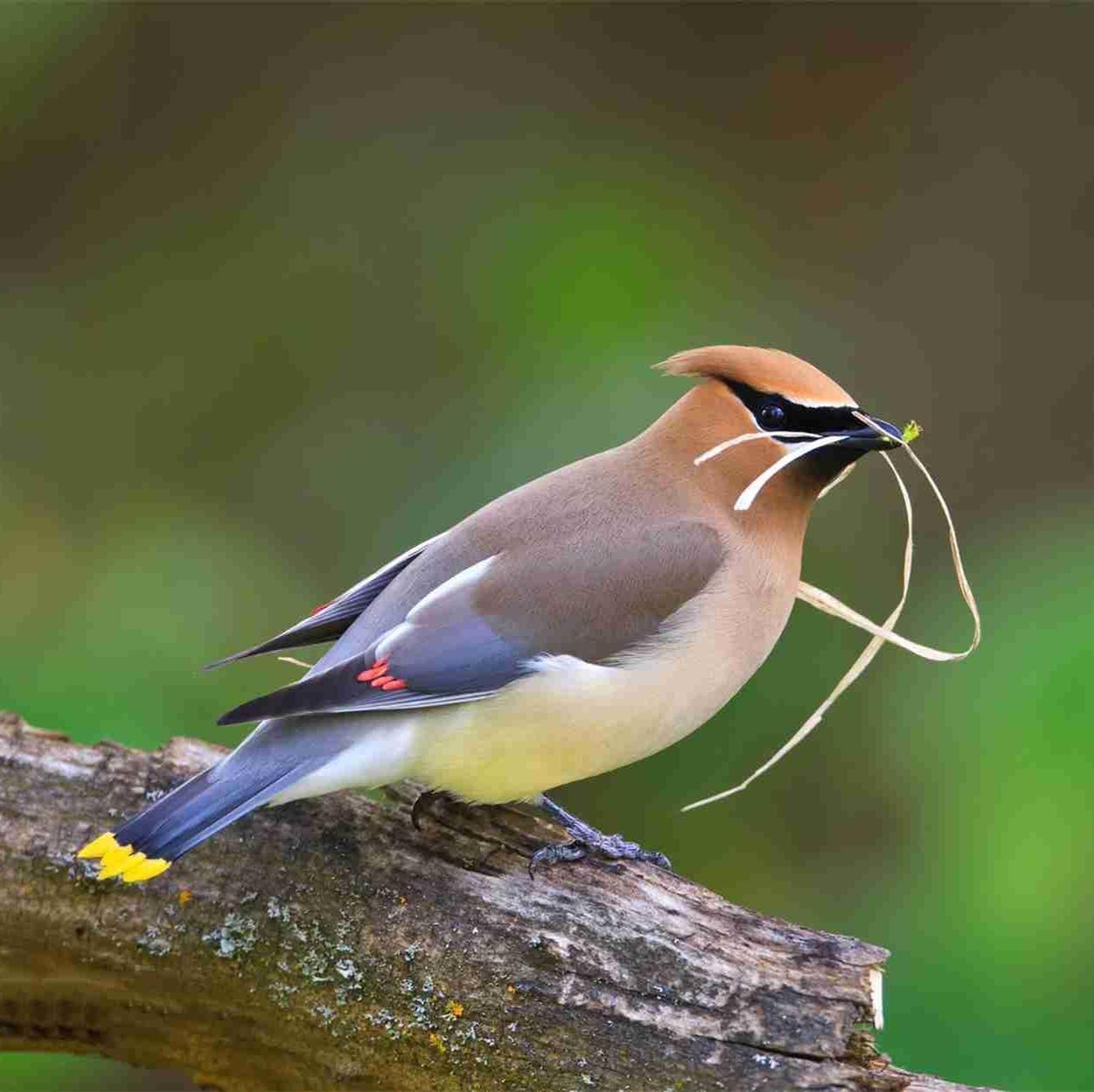 最新鳥壁紙，探索自然之美與家居裝飾的完美結合