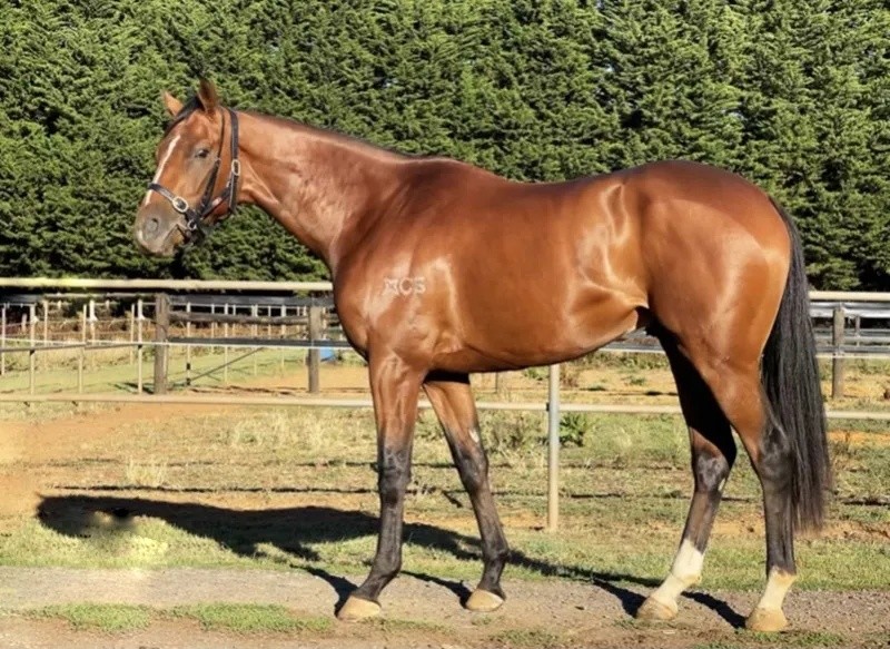 關(guān)于今晚澳門特馬開什么及四不像的真相揭示