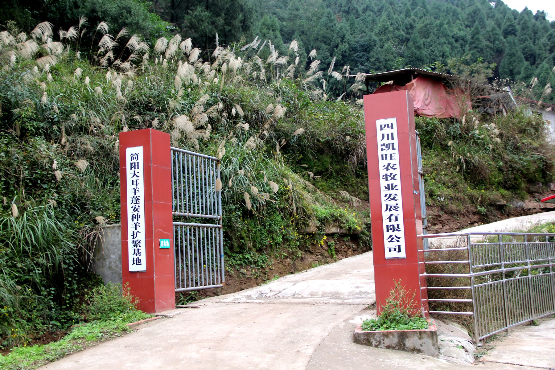 蓬安新河鄉最新消息