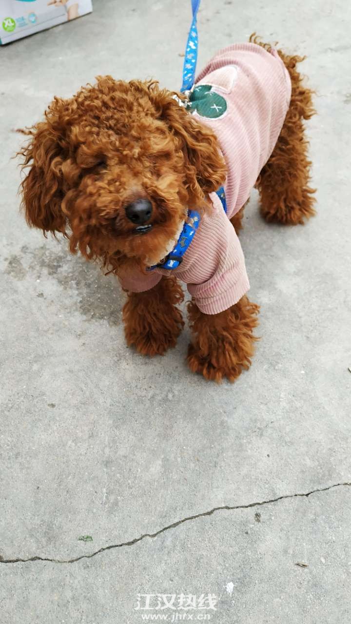 免費領養泰迪最新消息——探索領養泰迪犬的無限可能