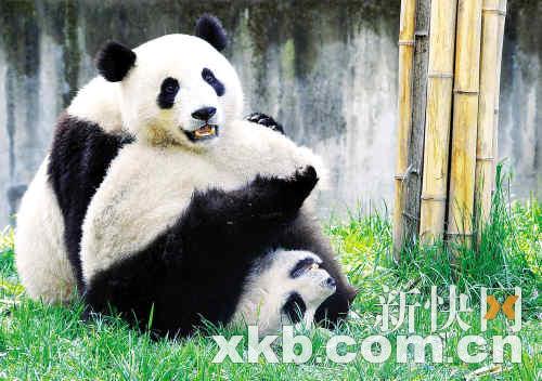 熊貓團團圓圓最新消息，生活、成長與人們的關(guān)注